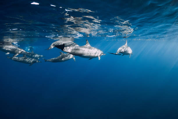 istock Spinner dolphins underwater in blue Indian ocean, Mauritius island 1361939235