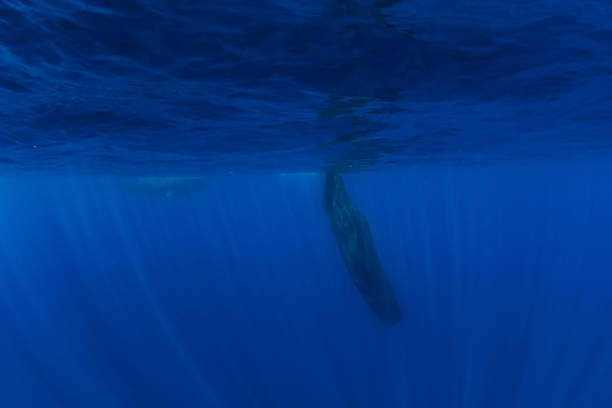istock Sperm whale in blue Indian ocean, Mauritius. 1361939236