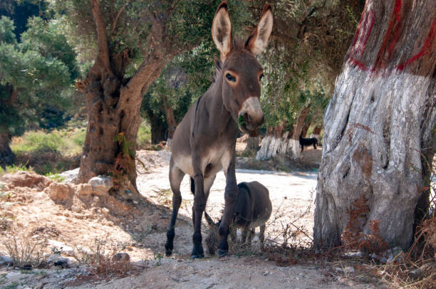 istock Donkey eating near beach in Thasos Greece 1361939414