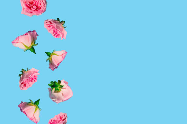 istock Creative pattern made with pastel pink rose flowers on sky blue background. Minimal spring concept. Valentines Day or 8 March idea. Copy space. 1361940037