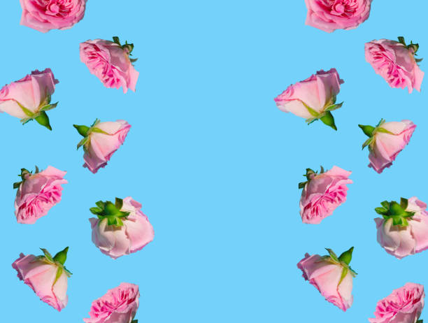 istock Creative pattern made with pastel pink rose flowers on sky blue background. Minimal spring concept. Valentines Day or 8 March idea. Copy space. 1361940038