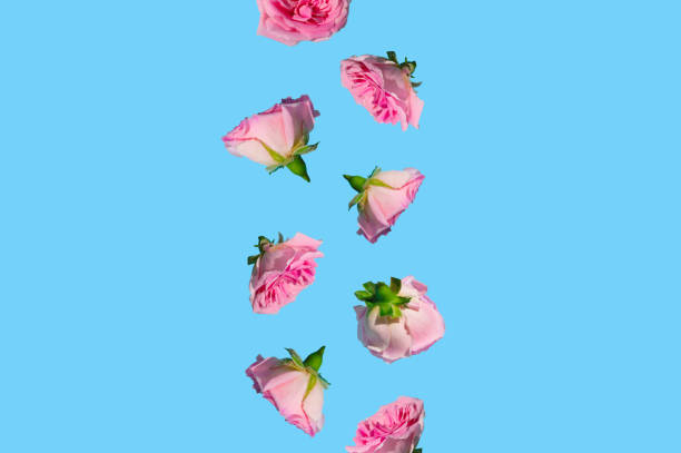 istock Creative pattern made with pastel pink rose flowers on sky blue background. Minimal spring concept. Valentines Day or 8 March idea. Copy space. 1361940174