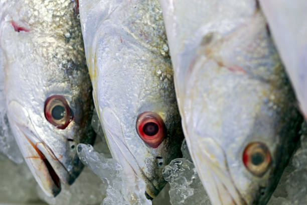 istock Group of whole fish deposited in ice 1361940227