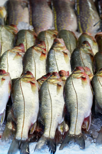 istock Snook or robalo exposed in fish market 1361940242