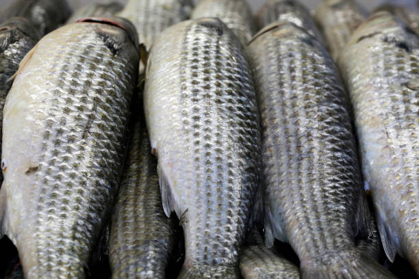 istock Grey mullet exposed in fish market 1361940244