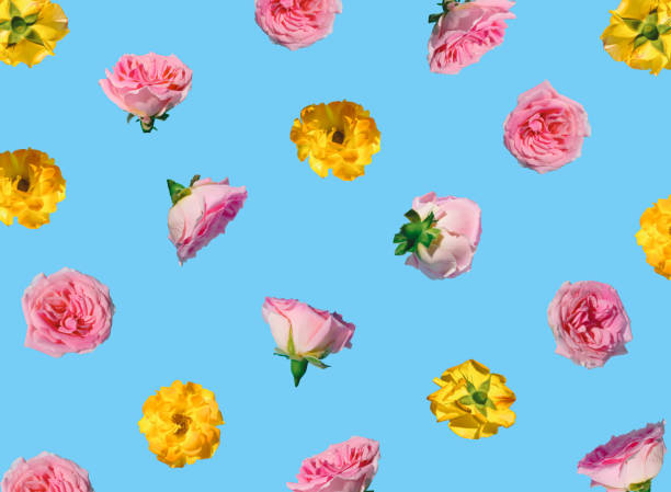 istock Creative pattern made with pastel pink and yellow rose flowers on blue background. Minimal spring concept. Valentines Day or 8 March idea. 1361940269