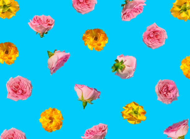 istock Creative pattern made with pastel pink and yellow rose flowers on blue background. Minimal spring concept. Valentines Day or 8 March idea. 1361940295