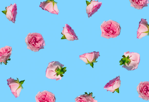 istock Creative pattern made with pastel pink rose flowers on sky blue background. Minimal spring concept. Valentines Day or 8 March idea. 1361941019