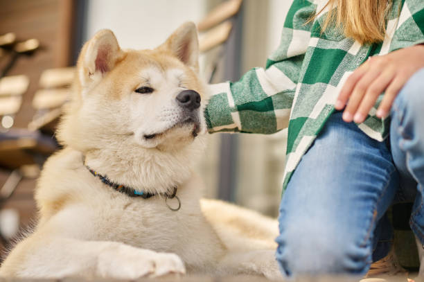 Girls hand touching lying looking dog