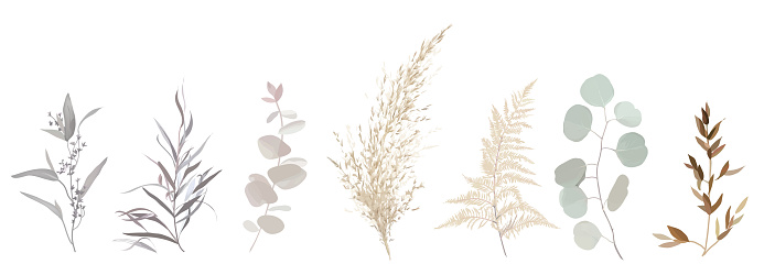 Mix of herbs and plants vector big collection. Cute rustic wedding greenery. Dried pampas grass, pale agonis, beige fern, bleached agonis, eucalyptus. Watercolor style set. All elements are isolated