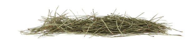 istock Pile of pine needles isolated on white background. 1361943176