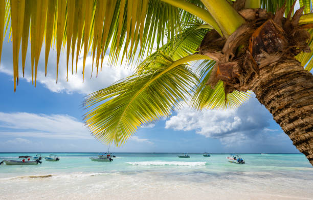 istock caribbean sea palm trees paradise 1361943195