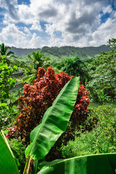 istock Dominican Republic jungle landscape 1361943278