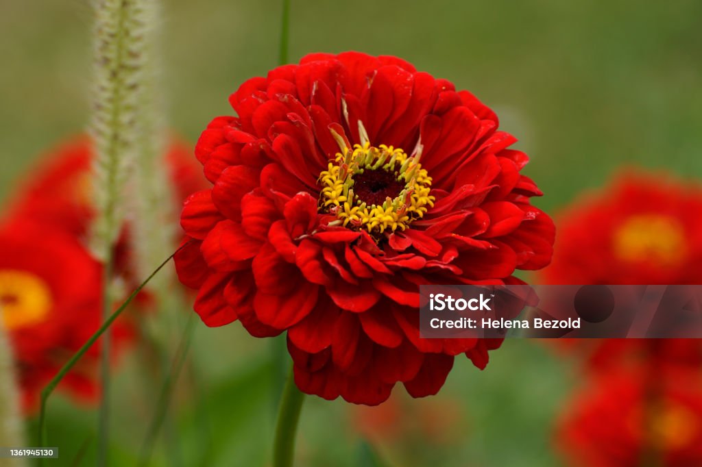 Red dahlia Bright red dahlia in a garden Red Stock Photo