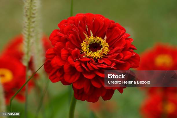 Red Dahlia Stock Photo - Download Image Now - Red, Zinnia, Beauty
