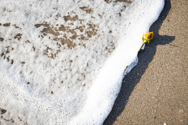 istock Yellow Rose washed up on the beach 1361949429