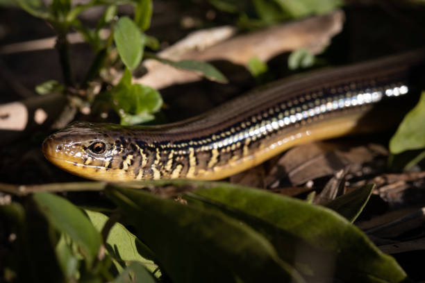 istock Glass Lizard Reptile In the Grass 1361949497