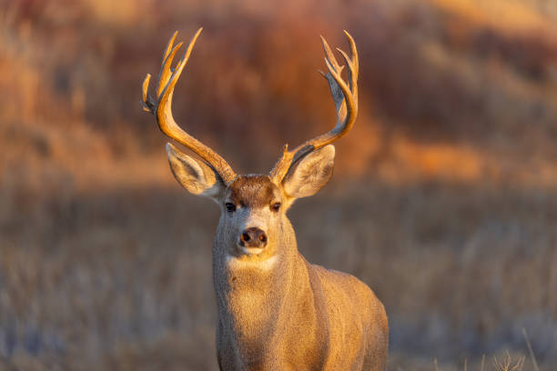 istock Mule Deer Buck in Autumn 1361950700