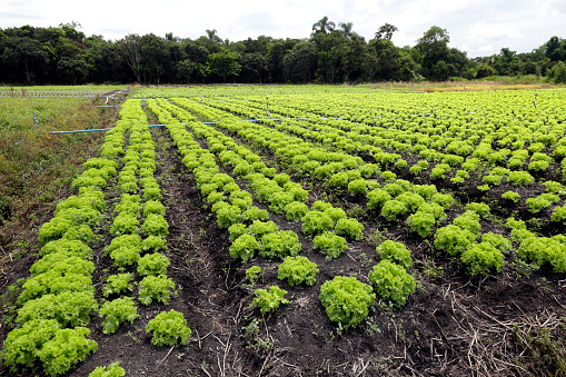 Large view of lettuce plantation in Brazilian farm. Sao Paulo state
