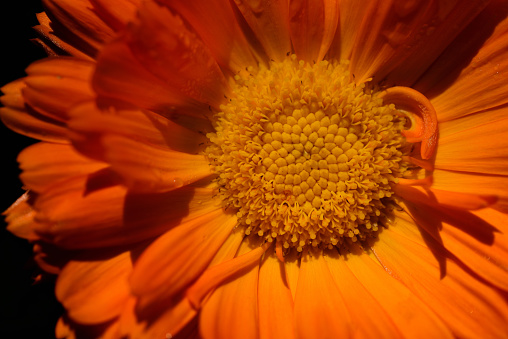 Close-up and detailed view of the flower of a marigold (calendula), which glows in its orange colors