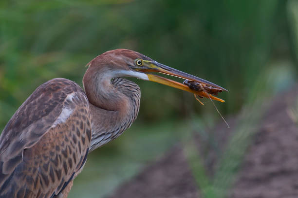 istock Close-up of imperial juvenile heron 1361951488