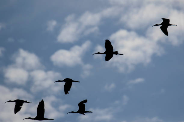 istock Flock of common moritos 1361951493