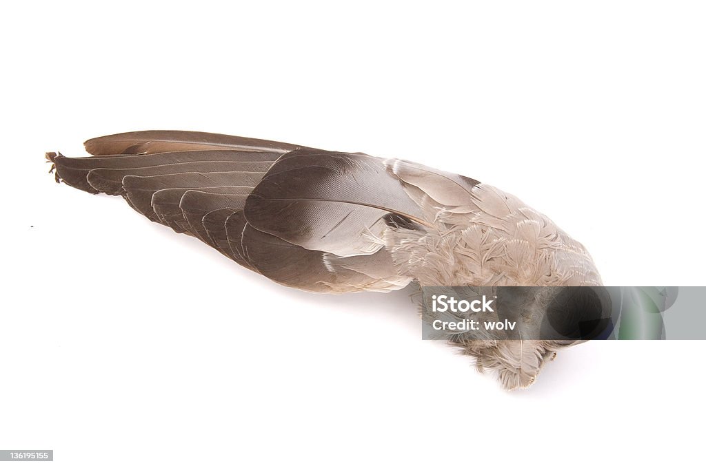 Flight # 2 Bird wing. Animal Body Part Stock Photo