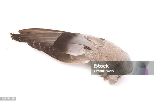 Flight 2 Stock Photo - Download Image Now - Animal Body Part, Animal Wing, Brown