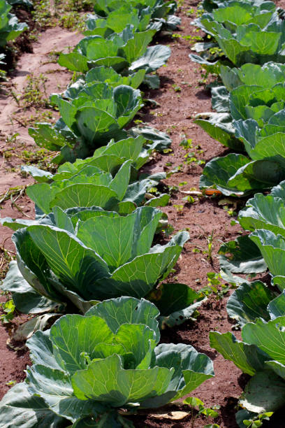 istock Cabbage plantation in familiar farm 1361951697