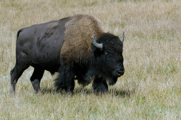 istock The Bison of Yellowstone 1361951796