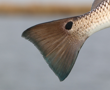 closeup of a Redfish's Tail