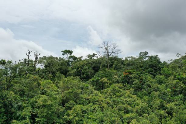 istock Arenal National Park thick forest 1361953376