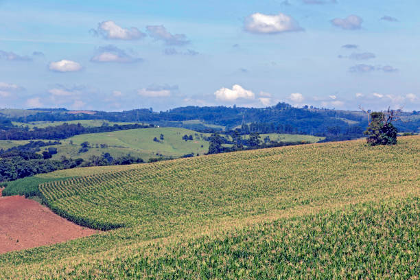 istock Wide view of corn plantation in bloom 1361953446