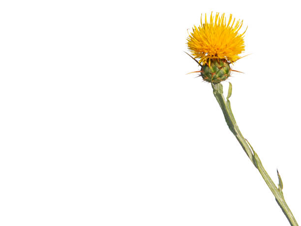 istock Yellow flower of star-thistle isolated on white, Centaurea solstitialis 1361955146