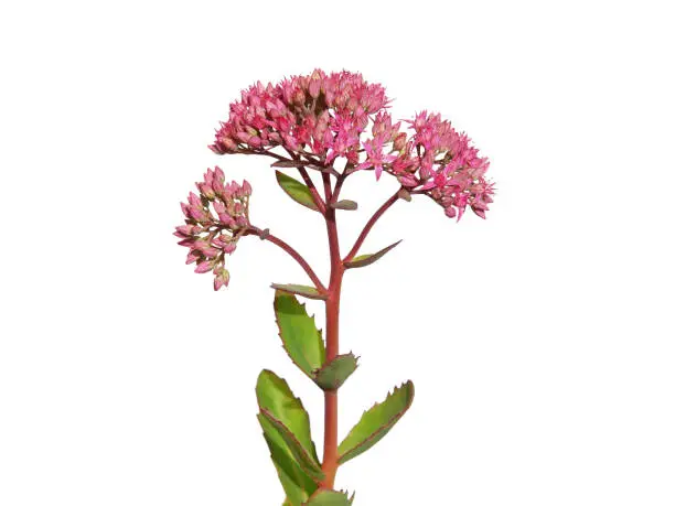 Pink flower of showy stonecrop plant isolated on white, Hylotelephium spectabile