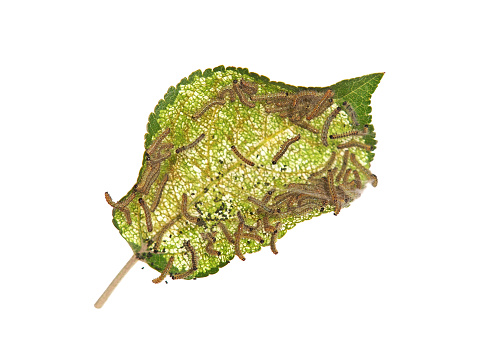 Apple leaf with hairy caterpillar, the larvae of the fall webworm moth, Hyphantria cunea, isolated on white