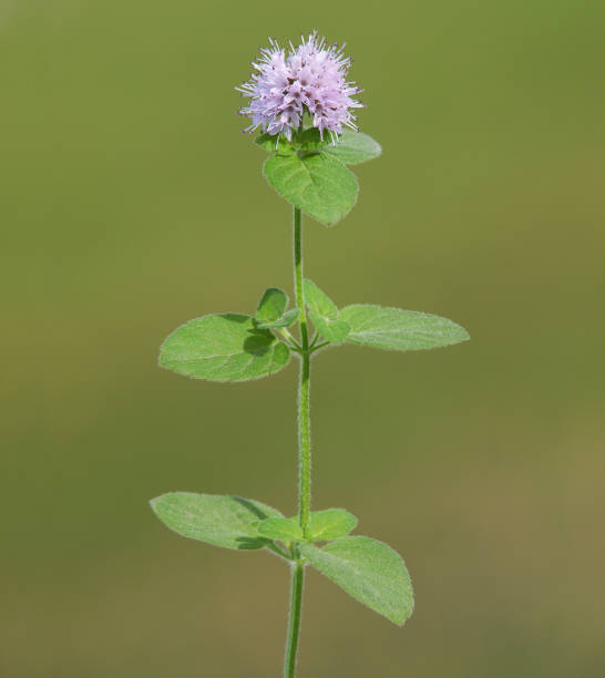 flor rosa de menta de agua, mentha aquatica - mentha aquatica fotografías e imágenes de stock