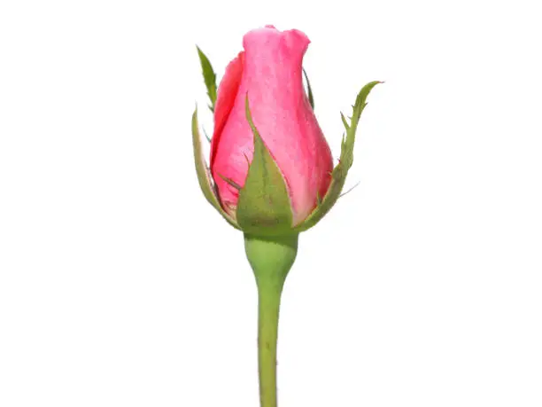 Pink rose flower bud isolated on white background