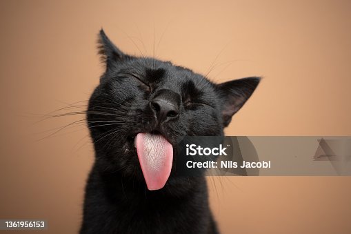 istock black cat sticking out tongue funny portrait 1361956153