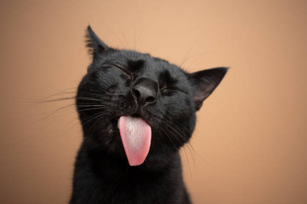 black cat sticking out tongue funny portrait funny black cat sticking out tongue on brown background animal tongue stock pictures, royalty-free photos & images