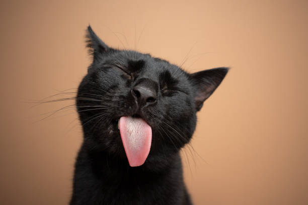 black cat sticking out tongue funny portrait funny black cat sticking out tongue on brown background animal whisker stock pictures, royalty-free photos & images