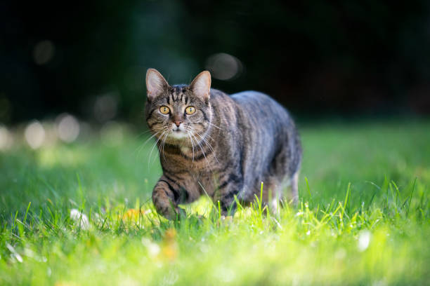 istock tabby cat walking on sunny meadow 1361956170