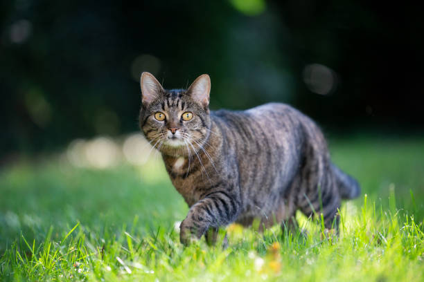 istock tabby cat walking on sunny meadow 1361956172