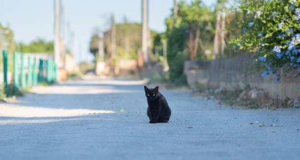 istock black stray cat sitting on a street 1361956229