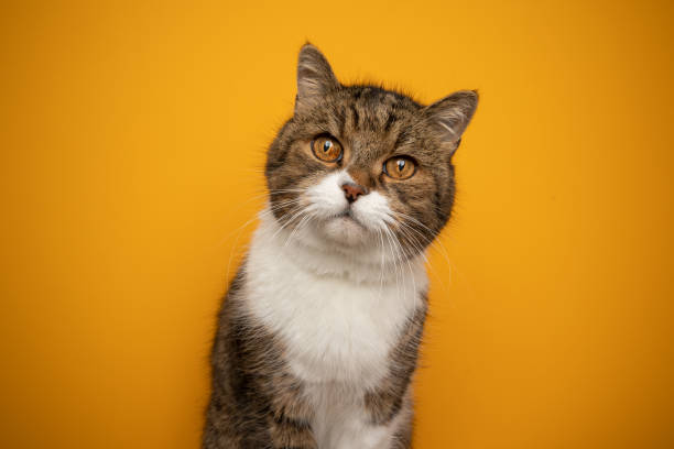 istock beautiful tabby white fluffy cat portrait on yellow background 1361956254