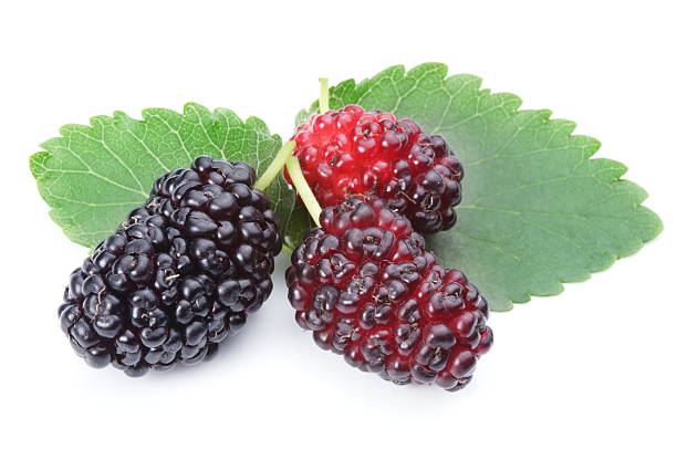 istock Photo of ripe mulberries. 136195664