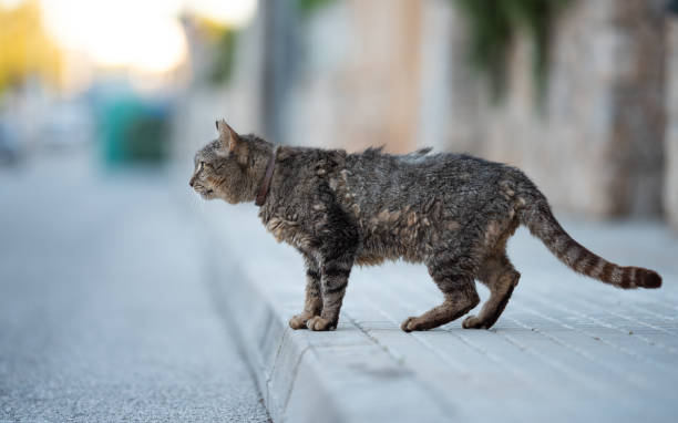istock neglected stray cat with shaggy fur standing on the sidewalk 1361956821