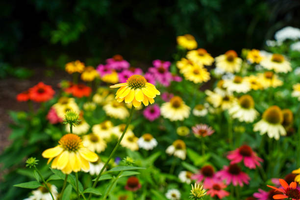 istock Field of Flowers 1361958067