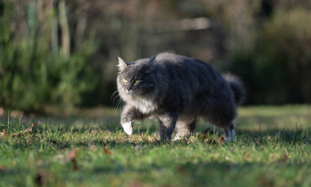 istock gray longhair cat outdoors on the prowl walking on meadow 1361958076