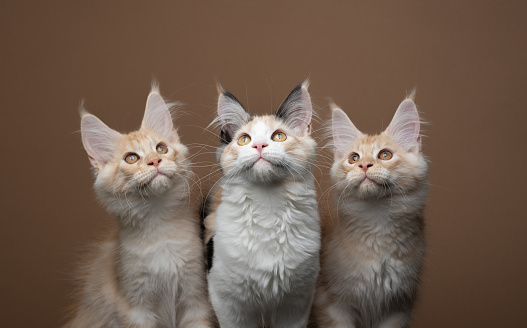 group photo of three curious playful maine coon kitten looking up on brown background with copy space